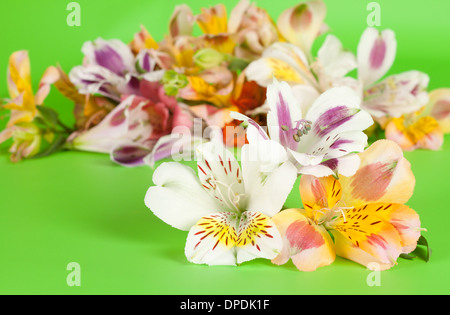 Les fleurs sont d'un beau vert lumineux arrière-plan dans l'alstroemeria Banque D'Images