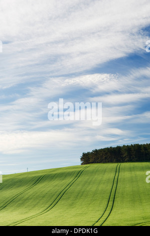 Les terres agricoles en Strathdon, Aberdeenshire, Ecosse. Banque D'Images