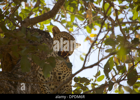 Homme leopard dans arbre, Mana Pools national park, Zimbabwe, Africa Banque D'Images