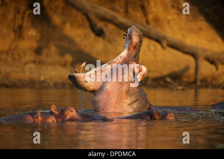 Hippopotamus yawning in waterhole, Zimbabwe, Afrique du Sud Banque D'Images