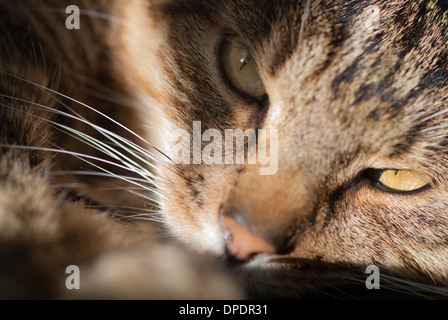 Chat Banque D'Images