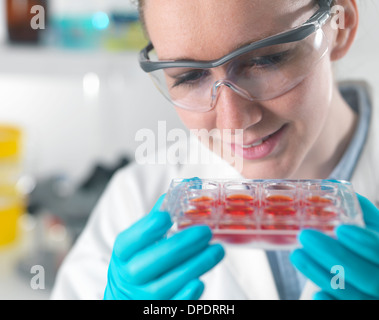 L'examen scientifique Laboratoire de cultures de cellules souches Banque D'Images