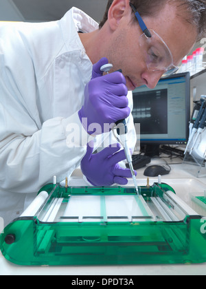 Charges chercheur un échantillon d'ADN dans un gel d'agarose pour la séparation par électrophorèse Banque D'Images