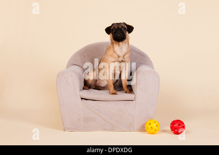 Petit chiot carlin assis en studio en fauteuil sur fond crème Banque D'Images