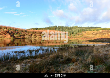 Forêt de Kielder Banque D'Images