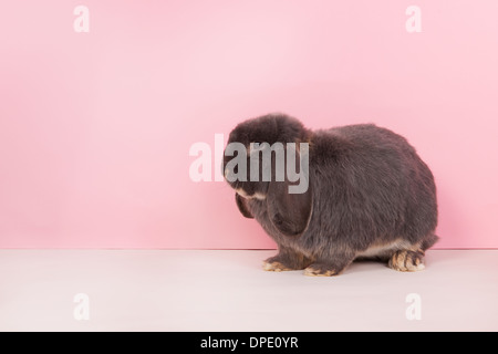 Lapin bélier français sur fond rose Banque D'Images