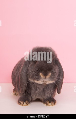 Lapin bélier français sur fond rose Banque D'Images