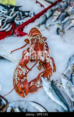 Le homard à la vente à un décrochage du marché Banque D'Images