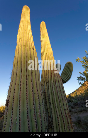 Cactus géant saguaro (Carnegiea gigantea), Saguaro National Park, à l'Ouest, Tucson Arizona Banque D'Images