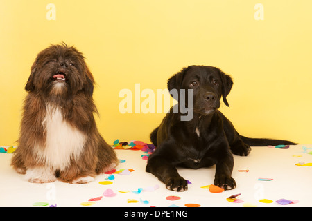 Lhassa Apso et jeune labrador en face de fond jaune Banque D'Images