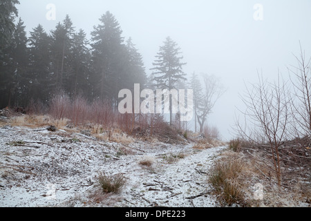 La forêt de conifères en hiver brouillard, Harz, Allemagne Banque D'Images