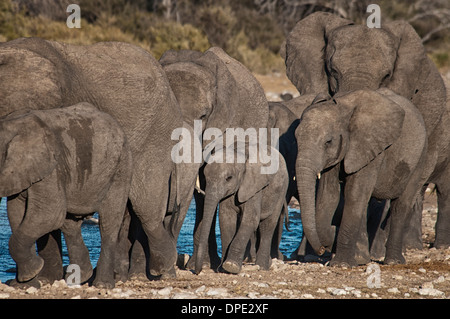 Bébé éléphant africain, Loxodonta africana, marcher dans la protection d'un troupeau à un étang, Etosha NP, la Namibie, l'Afrique de l'Ouest Banque D'Images