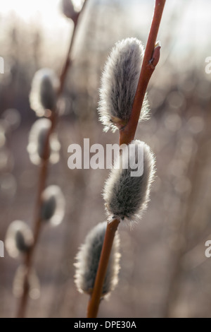 Chatons de saule Banque D'Images
