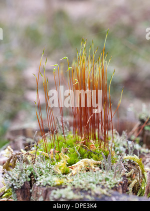 De plus en plus de mousse dans un moignon Banque D'Images