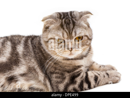 Chat Scottish Fold Banque D'Images