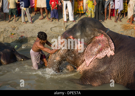 Mahout echelle un éléphant dans le fleuve Gandak, Sonepur Mela, Sonepur, Bihar, Inde Banque D'Images