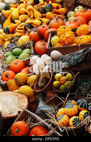 Composition de citrouilles et courges d'hiver et d'été Banque D'Images