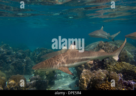 Les requins de récif à bout noir (Carcharhinus melanopterus) baignade dans le lagon, Huahine, Polynésie Française Banque D'Images