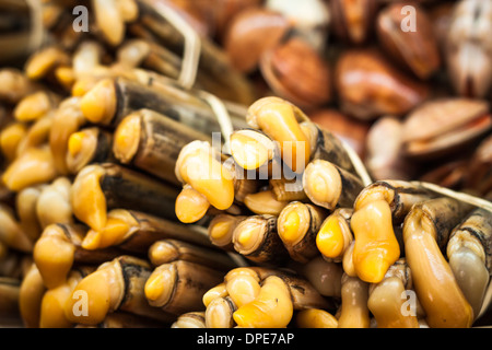 Close up of bamboo palourdes fruits de mer. Banque D'Images