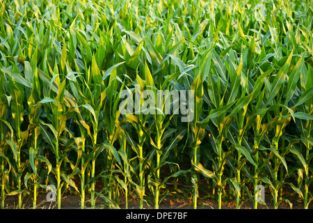 Champ de maïs libre. Quelques semaines le maïs. Collection de l'agriculture. Banque D'Images