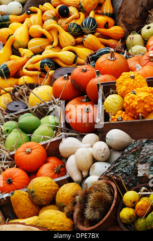 Composition de citrouilles et courges d'hiver et d'été Banque D'Images