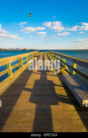 Merrick du sud, New York, États-Unis, 12 janvier 2014. Douceur de l'hiver, avec un minimum de 33°F et 50°F de haut, contribue à en faire un beau jour à Norman J Levy Park et de préserver, avec ses 500 pieds de pier entrer dans la baie de Merrick. Une sterne volant au-dessus de la jetée est l'abandon d'une les crustacés, de sorte que le shell va s'ouvrir, et la retourne ensuite et atterrit sur la jetée de manger la chair de poisson. Credit : Ann E Parry/Alamy Live News Banque D'Images