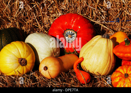 Composition de citrouilles et courges d'hiver et d'été Banque D'Images