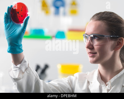 La visualisation scientifique de plus en plus de cultures de cellules dans des boîtes de Petri in lab Banque D'Images