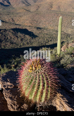 Fishhook Barrel Cactus Ferocactus wislizeni (), montagnes de Tucson, Saguaro National Park, à l'Ouest, Tucson Arizona Banque D'Images