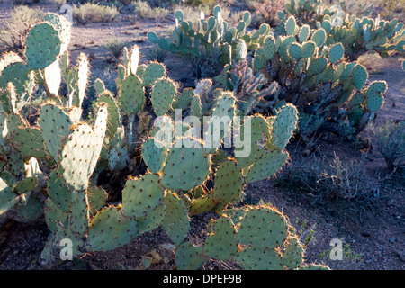 L'isoète d'oponce de l'Est (Opuntia engelmannii), Saguaro National Park, à l'Ouest, Tucson Arizona Banque D'Images