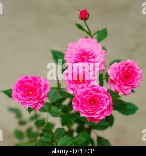 Roses rose sur la brousse close-up Banque D'Images