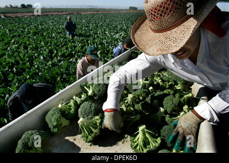 (Publié le 1/16/2006, A-1) Nancy Villa Gomez, droite, met le brocoli de couronnes le domaine dans des boîtes pour l'expédition au sommet de l'ensileuse se déplaçant dans les champs en El Centro. Environ 90 pour cent de l'vegetatbles d'hiver viennent d'Imperial Valley. Peggy Peattie photo Banque D'Images