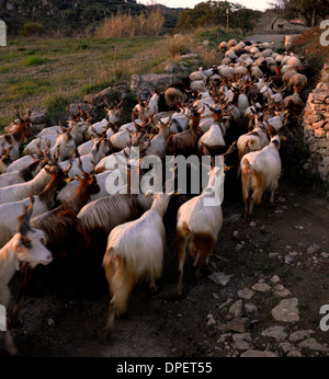 Chèvres et moutons retour à la tombée de la campagne en Italie, Calabre Banque D'Images