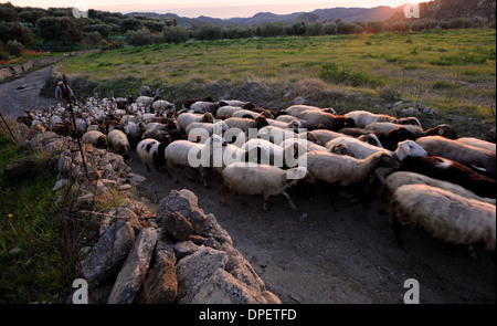 Les ovins et caprins de retour de campagne au crépuscule en Italie,Calabria Banque D'Images