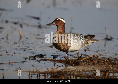 Sarcelle d'été (Anas querquedula), Drake en eau peu profonde, Burgenland, Autriche Banque D'Images