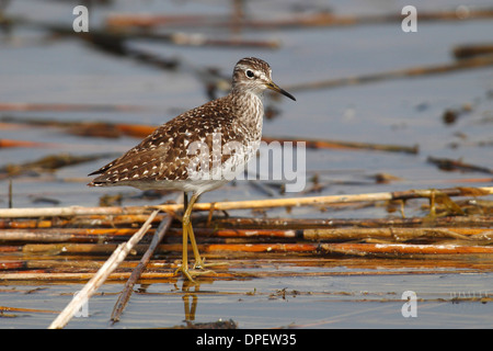 Le chevalier sylvain (Tringa glareola) Comité permanent sur les roseaux en eau peu profonde, Burgenland, Autriche Banque D'Images