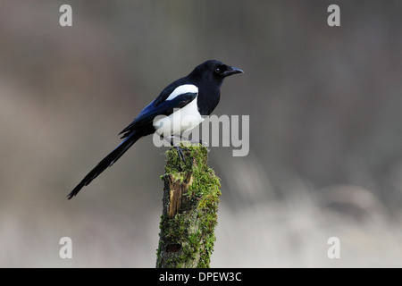 Pie bavarde (Pica pica) assis sur la souche d'arbre moussu, Rhénanie du Nord-Westphalie, Allemagne Banque D'Images