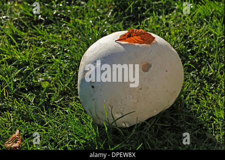 Vesse-de-géant (Calvatia gigantea), Mecklembourg-Poméranie-Occidentale, Allemagne Banque D'Images