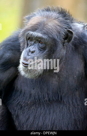 Chimpanzé (Pan troglodytes troglodytes), homme, portrait, captive, Miami, Floride, USA Banque D'Images