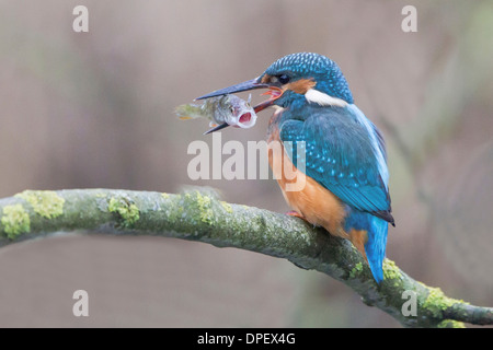 Kingfisher (Alcedo atthis commun) sur une branche avec un poisson dans son bec, Hesse du Nord, Hesse, Allemagne Banque D'Images