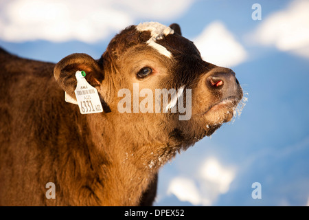 Veau dans la neige, half-breed Angus et Simmental, Tyrol du Nord, Autriche Banque D'Images