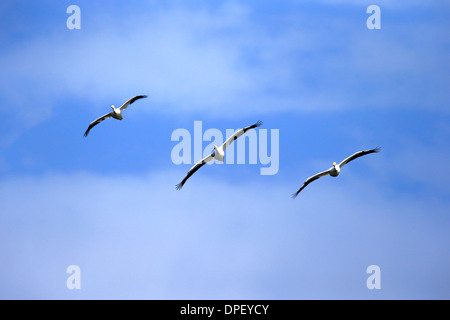 Pélican blanc (Pelecanus erythrorhynchos), voler, Sanibel Island, Floride, USA Banque D'Images