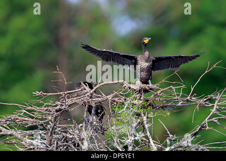 Cormoran à aigrettes (Phalacrocorax auritus), le séchage des plumes, répandre des ailes, Wakodahatchee Wetlands, Delray Beach Banque D'Images