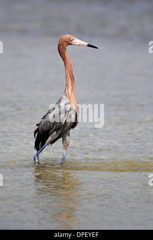 Aigrette garzette (Egretta rufescens rougeâtre), de recherche de nourriture dans l'eau, l'Islande Sanibel, Florida, USA Banque D'Images