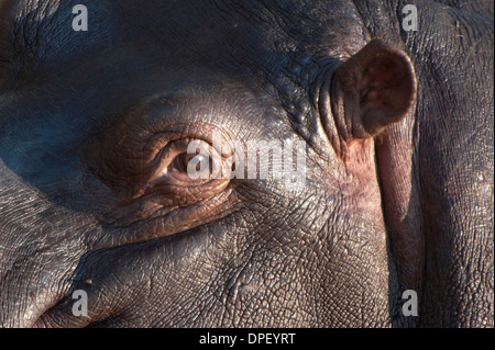 Hippopotame (Hippopotamus amphibius), Mkuze Game Reserve, KwaZulu-Natal, Afrique du Sud Banque D'Images