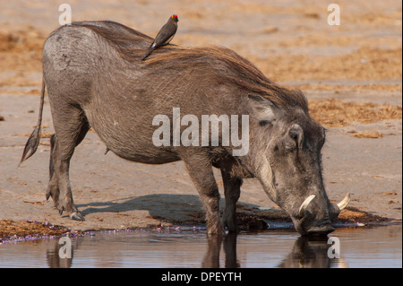 Phacochère (Phacochoerus arthiopicus) avec un Red-billed Oxpecker (Buphagus erythrorhynchus), Kruger National Park, Mpumalanga Banque D'Images