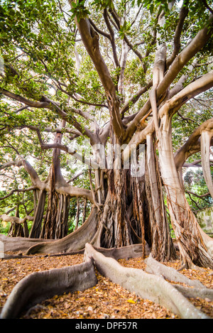 Racines tordues de Moreton Bay Fig Tree (arbre banyan (Ficus macrophylla)), Jardin botanique de Palerme, Palerme, Sicile, Italie Banque D'Images