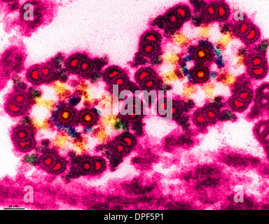 D'Chlamydomanas axonème de TEM Banque D'Images