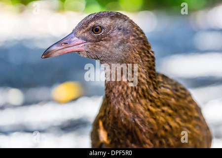 Des profils l'île Stewart (Gallirallus australis weka scotti), Ulva Island, au large de l'île Stewart, Île du Sud, Nouvelle-Zélande, Pacifique Banque D'Images