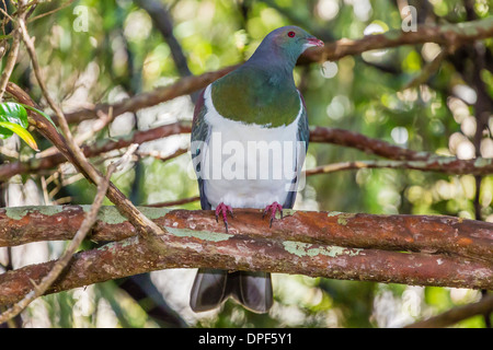 Hot New Zealand pigeon (Hemiphaga novaeseelandiae), Ulva Island, au large de l'île Stewart, Île du Sud, Nouvelle-Zélande, Pacifique Banque D'Images